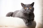 British Shorthair Cat Training: Tips and Tricks for a Well-Beha