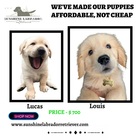 Best labrador retriever puppies shop,Labrador retriever online 
