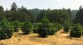 Why Choose Sungrown Cannabis, and What Makes Outdoor Cultivation