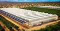 This Solar Panel Farm Grows 17,000 Tons of Food Without Pesticid